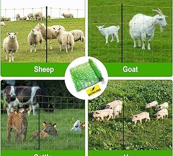 81BongFkCXL._AC_UF350,350_QL80_